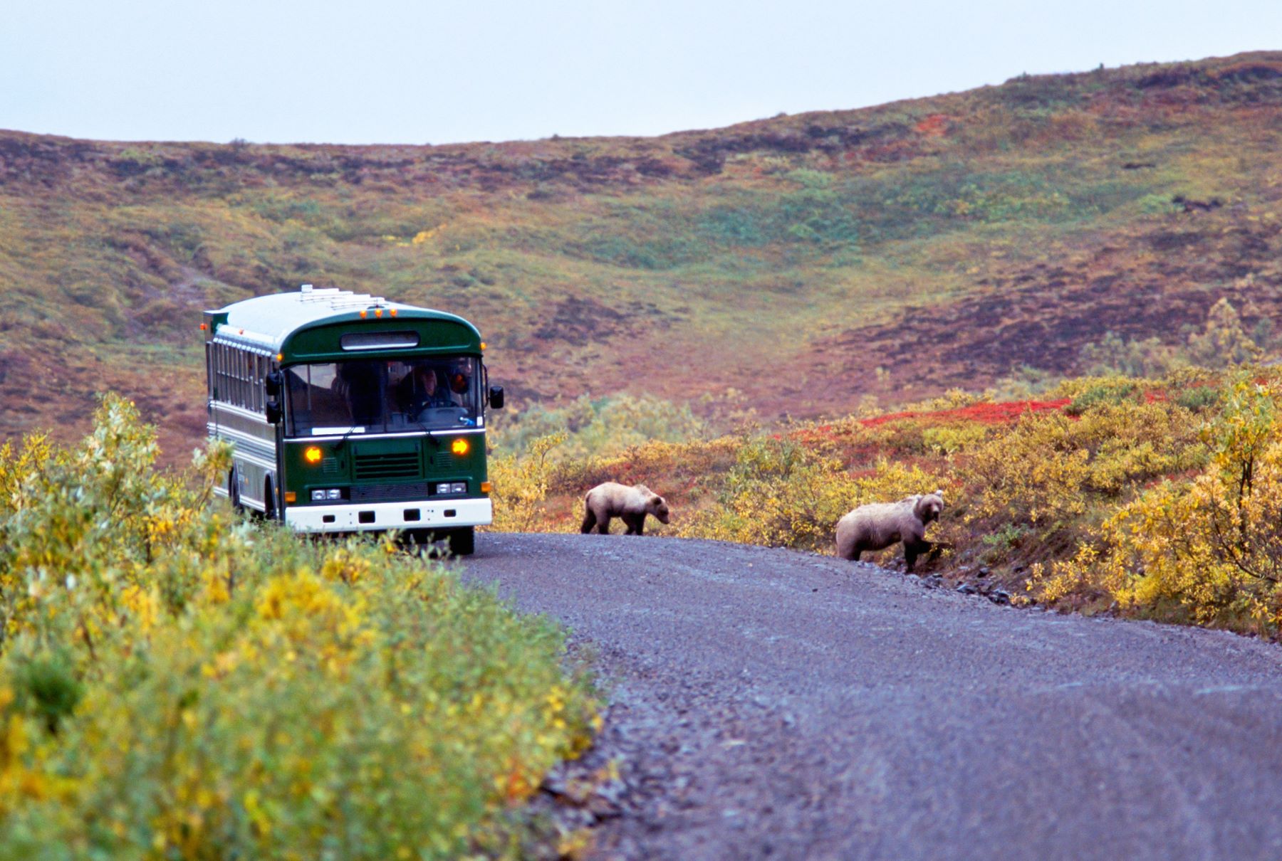 Denali National Park & Preserve, Alaska | Travel Alaska